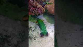 The Incredible Peacock Mantis Shrimp Natures Power Punch [upl. by Shandee]