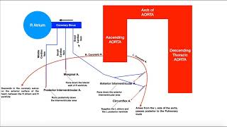 Coronary Circulation  Coronary Arteries amp Cardiac Veins [upl. by Daveda]