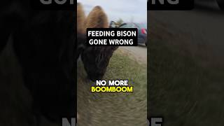 FEEDING BISON GONE WRONG [upl. by Annoik64]