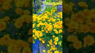 Chrysanthemum flower youtubeshorts flower trending flowergarden love song music [upl. by Cy]