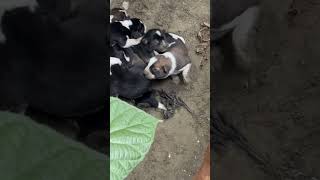 Local Dog gave birth at my home dog puppy [upl. by Niletak]