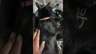 Trendy Cat Diss Song From TikTok That Chloe Did Not Like🤣😎 tiktokviral catvideos cats shorts [upl. by Aldwon621]