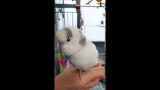 Pudgie The Talking Budgie 3  Testing YouTube Shorts [upl. by Iznyl]