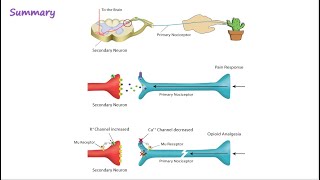 Opioid Mechanism of Action [upl. by Wilkison]