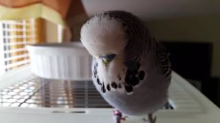 English Budgie talking to camera instead of having his bath [upl. by Elleira378]