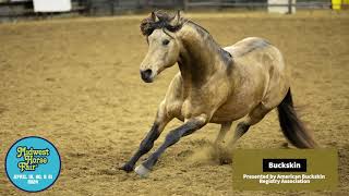 Watch the Beautiful Buckskin Horses at Midwest Horse Fair [upl. by Arocet]