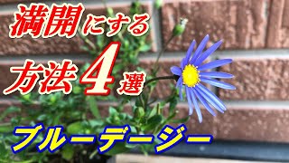 【花】ブルーデージーの育て方・植え付け [upl. by Abad]