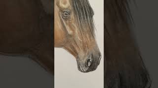 petportrait horse cavalli art disegno drawing pastelli [upl. by Sutherland]