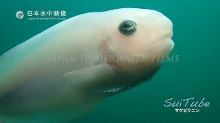 深海魚 サケビクニンと昆布の森 Deepsea fish quot Salmon snailfish quot in the forest of kelp suitube7 [upl. by Leighton745]