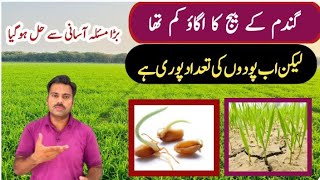 Wheat seed poor germination in field and its solution  Abid Ali Agrarian [upl. by Ahtamat]