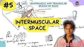 Intermuscular Space  Anatomy Upper limb lecture 05  Stupid Genius [upl. by Maletta]