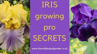 Iris growing  how to choose plant and grow irises [upl. by Metzger927]