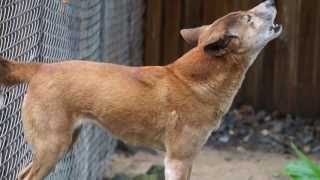 Dingo howling in Queensland Wild dog of Australia [upl. by Thamora]