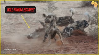 WILD DOGS digging out a WARTHOG  RARE SIGHTING [upl. by Esetal462]