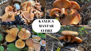 KANLICA MANTAR AVImushroom fungi doga orman kanlıcamantarı lactarius [upl. by Kcaz24]