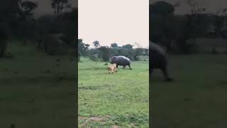 hippo running from lion hippo animals shorts [upl. by Parrisch]