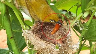 Babys goes SENSELESS Eating FIRE COCOON  White Eye Birds in nest  full video 2 [upl. by Melcher]