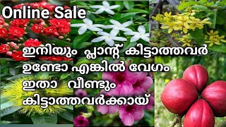 Sale🥰 30 രൂപ മുതൽ ചെടികൾ വില്പനയ്ക്ക് ഉണ്ട് ആവശ്യമുള്ളവർ വേഗം വേഗം whatsapp 6238606684 [upl. by Crispas]