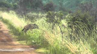 Lions stalk baby wildebeest [upl. by Amilah]