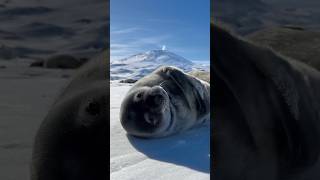 The Weddell Seal Pup [upl. by Ylliw560]