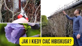 Jak i kiedy ciąć Hibiskusa co z Ketmią syryjską po zimie [upl. by Alyss]