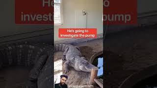 कितना समझदार मगरमच्छ है ।। crocodile animals amazingfacts alligator amazing [upl. by Dorej]