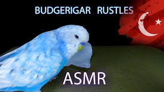 Budgerigar Rustles  Muhabbet Kuşu Hışırtıları ASMR [upl. by Lamrej]