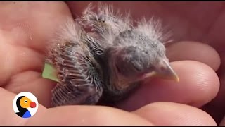 Baby Bird Rescue Surprise Visit amp Summer Fun  Mommy Monday [upl. by Neville]