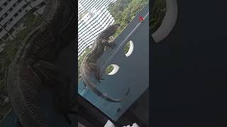 Monitor lizard crawls into Punggol residents home on 11th floor [upl. by Acirehs]