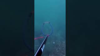 The BLACK SEA in Turkey is EPIC for Spearfishing [upl. by Lang38]