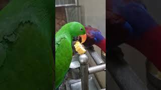 Eclectus Parrot [upl. by Martinic609]