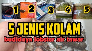 5 Jenis Kolam Lobster Berdasarkan Fungsinya✅ Budidaya Lobster Air Tawar Pemula🦞🦞 [upl. by Aerdnahc]