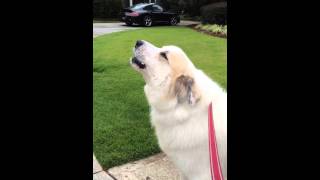 Great Pyrenees quotBrucequot Howling [upl. by Ahtiuqal]