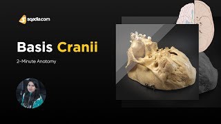 Basis Cranii  2Minute Anatomy  Medical Video  VLearning  sqadiacom [upl. by Yajnas524]