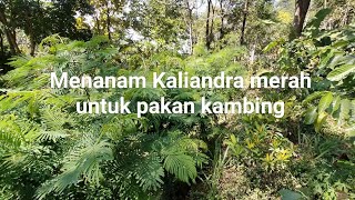 Menanam Kaliandra merah untuk pakan kambing [upl. by Lundt]