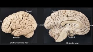 SULCI amp GYRI OF CEREBRUM [upl. by Bowra]