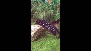 Eastern Quoll at Linton Zoo Cambridgeshire [upl. by Enia]