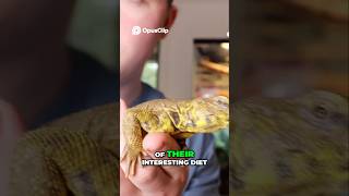 Uromastyx are the best first pet reptile in my opinion [upl. by Enirhtac]