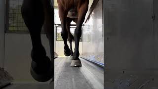 Dex providing todays ASMR treat ASMR asmrvideo asmrtiktoks sleepsounds racehorses racehorse [upl. by Avad]