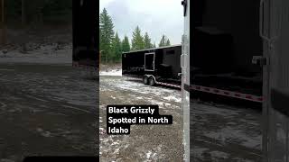 Black grizzly spotted in North Idaho This thing is Huge weirdwildlife northwestrides [upl. by Hakvir24]