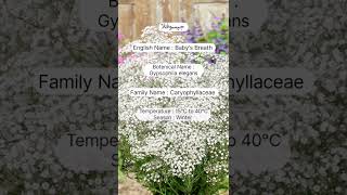 A study review of gypsophila flowers horticulture sweetgarden flowertypes garden [upl. by Neelrahs]