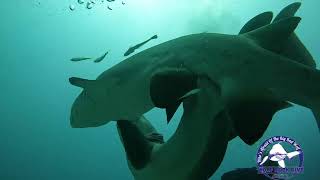 The first ever recording of Grey Nurse SharksRaggiesSand Tigers mating in the wild Wolf Rock [upl. by Aissirac]