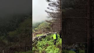 Nature of Ireland hiking backpacking forest [upl. by Jana]