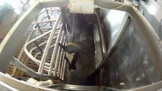 Fullwood Merlin robotic milking machine – in action in Germany [upl. by Oninrutas]