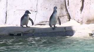 Penguin babies go on first swim [upl. by Errick]