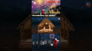 Snehathalenne Maadi Vilikkum  Amaryllis Christmas Carol Song 🎅🏼 christmassongs [upl. by Ziladnerb]