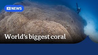 Worlds biggest coral is the size of 5 tennis courts  The World [upl. by Tara]