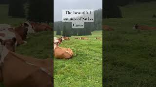 Favorite part of visiting the Gruyère cheese region The cows 🐄 switzerland travelshorts [upl. by Olleina167]