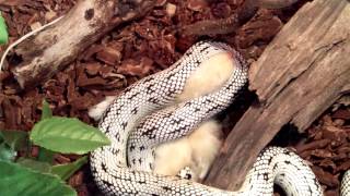 Lampropeltis getula californiae High white vs chick [upl. by Austin]