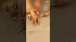 Everyone’s afraid of needlesfunnyvideo funny funnyanimal funnycat pets [upl. by Nivaj]